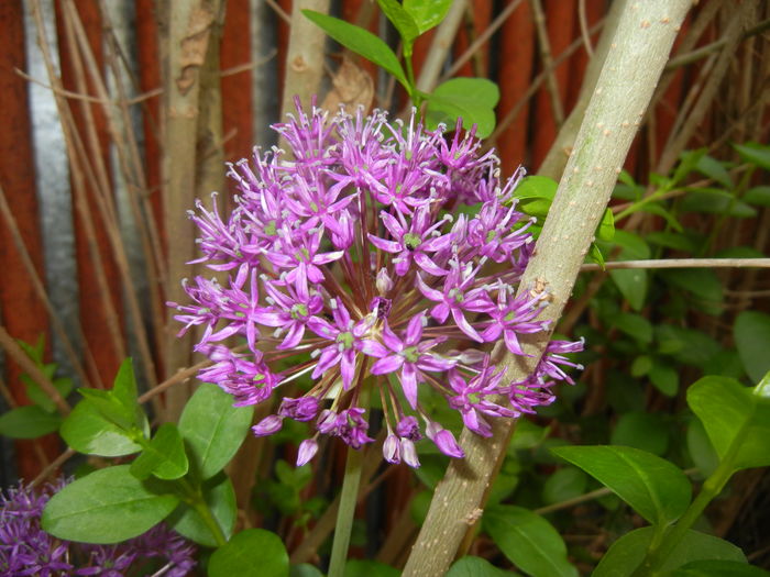 Allium Purple Sensation (2016, April 29)