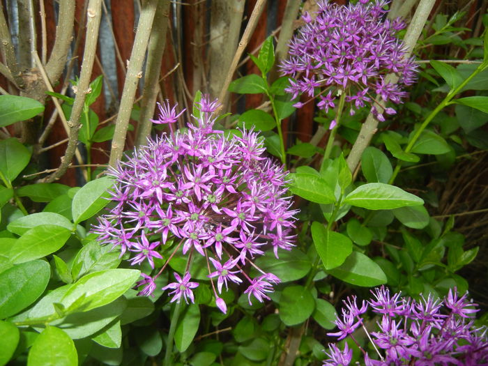 Allium Purple Sensation (2016, May 02)