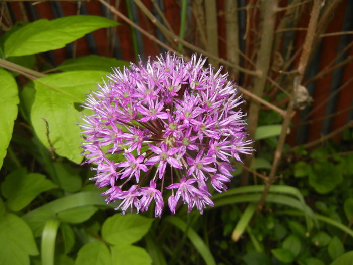 Allium Purple Sensation (2016, May 02)