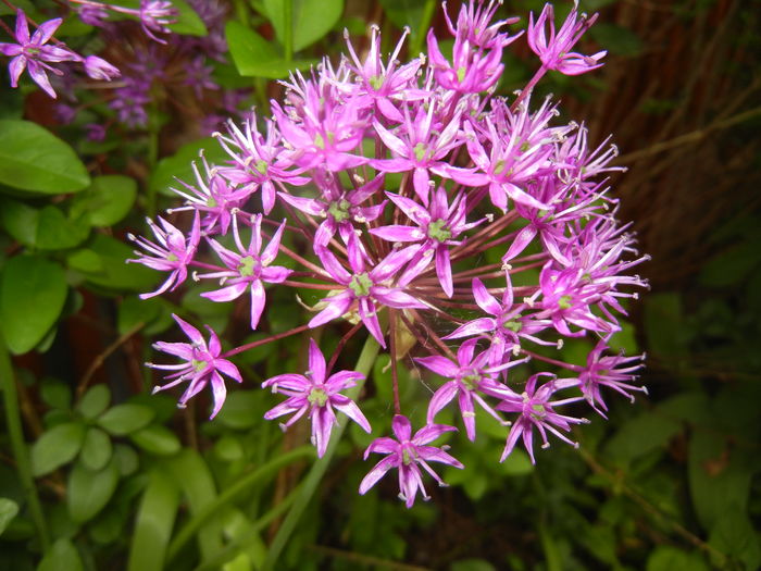 Allium Purple Sensation (2016, May 02)
