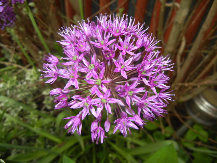 Allium Purple Sensation (2016, May 02)