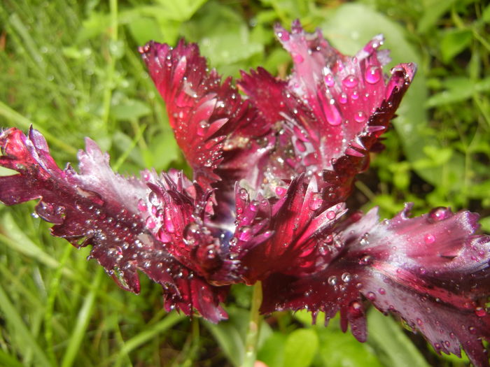 Tulipa Black Parrot (2016, April 25)