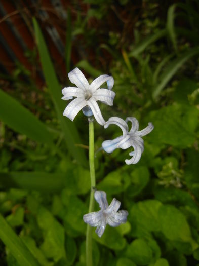 Hyacinth multiflora Blue (2016, April 11) - Hyacinth multiflora Blue