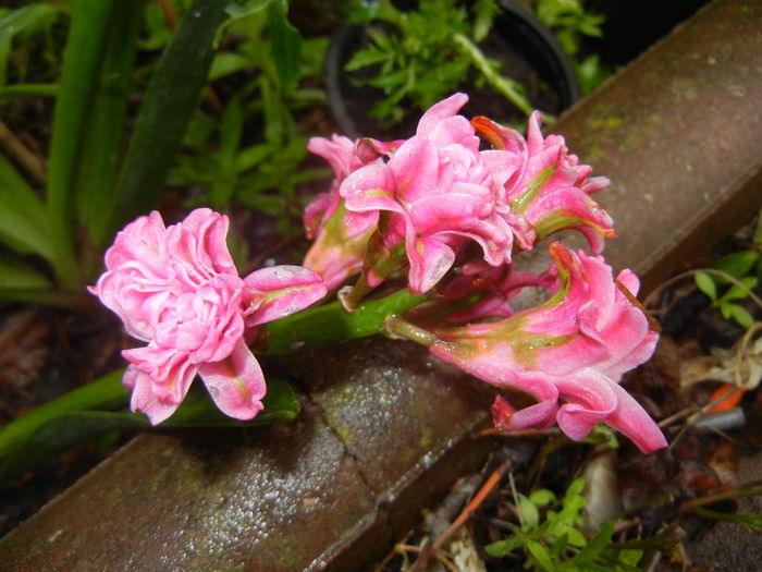 Hyacinth Eros (2016, April 11)