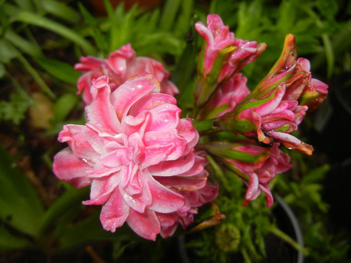 Hyacinth Eros (2016, April 11)