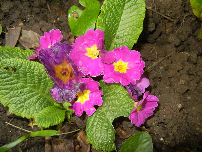 Violet Primula (2016, April 08) - PRIMULA Acaulis