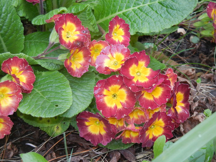 Primula polyanthus Red (2016, April 08)