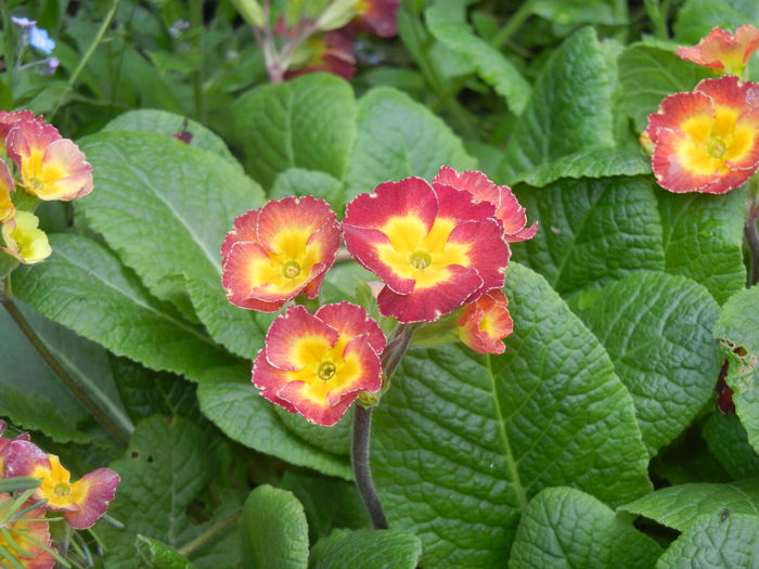 Primula polyanthus Red (2016, April 08)