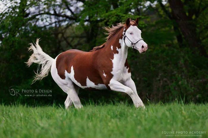 FB_IMG_1462899111050 - C Pentru cei care le plac aceste animale