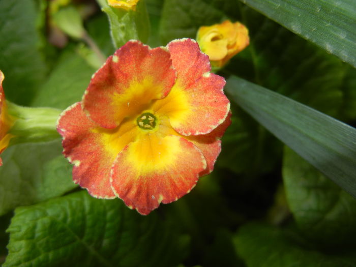 Primula polyanthus Red (2016, April 09) - Primula polyanthus Red