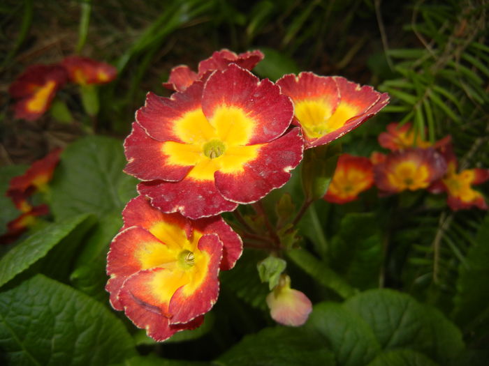 Primula polyanthus Red (2016, April 09) Primula polyanthus Red (2016, April 09)