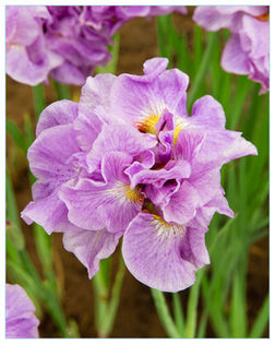 Pink-Parfait - 0 Irisi soiuri 2016