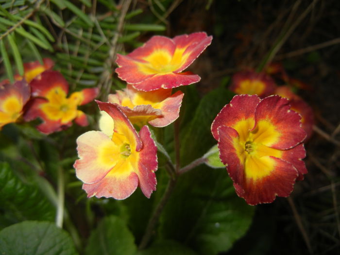 Primula polyanthus Red (2016, April 09) - Primula polyanthus Red