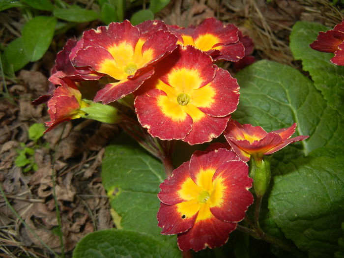 Primula polyanthus Red (2016, April 09)