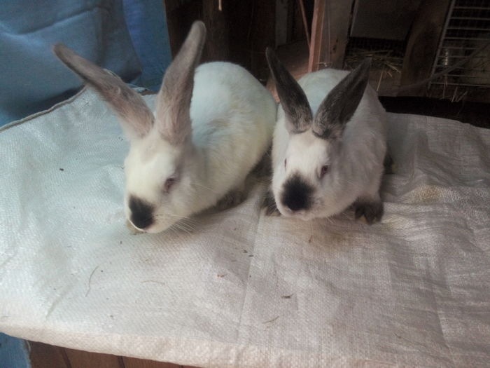 in comparatie cu un hibrid