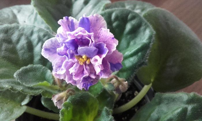 RS-Madeira - Violete si gloxinii inflorite 2016