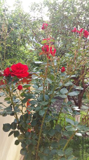 20160511_175923 - trandafiri 2016