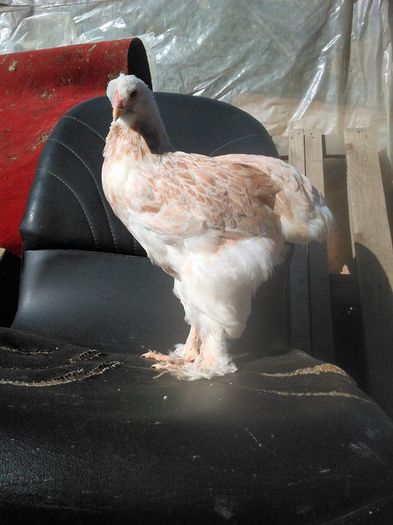 13084203_1103766549646232_1672524367_n