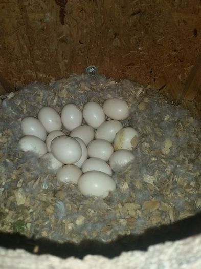 20160512_110440 - rate mandarin