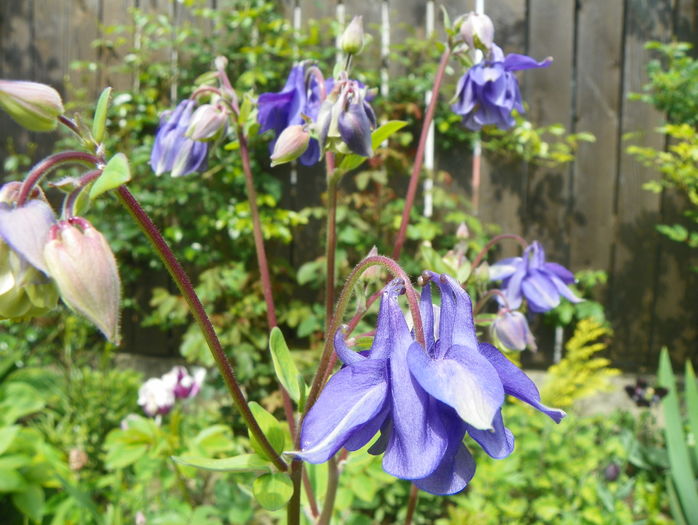 12 mai (31) - Aquilegia 2016