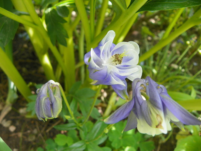 12 mai (32) - Aquilegia 2016