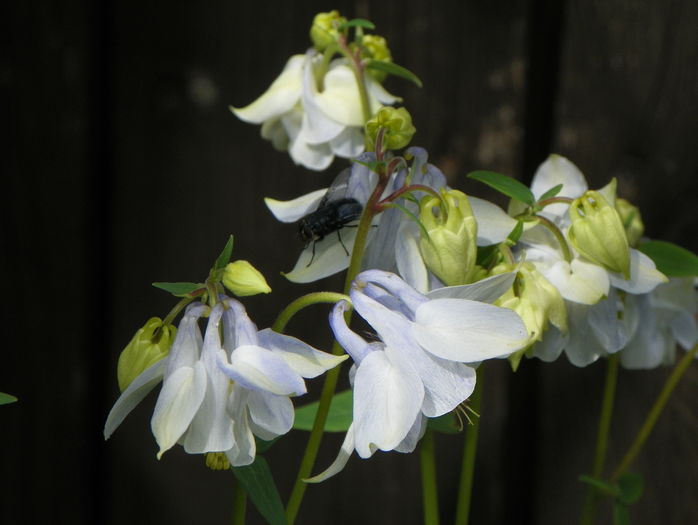12 mai (33) - Aquilegia 2016