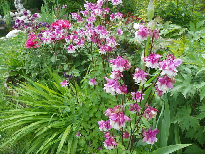 12 mai (45) - Aquilegia 2016