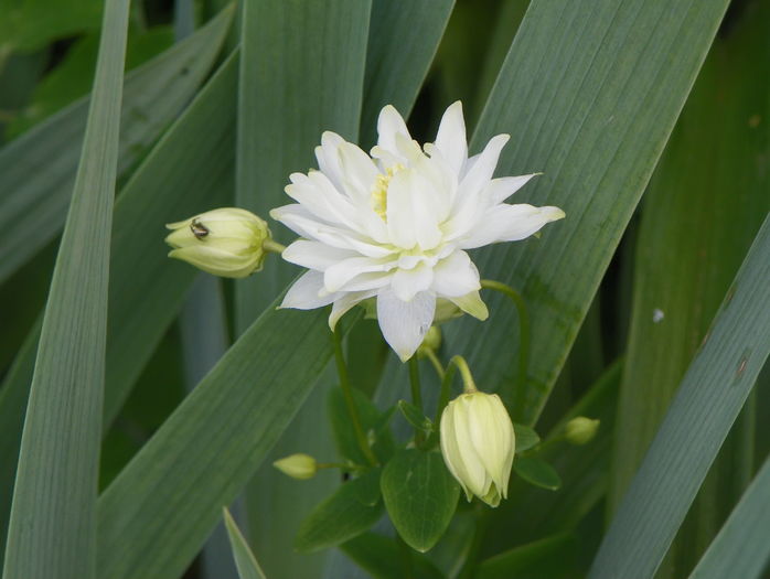 Clementine White - Aquilegia 2016