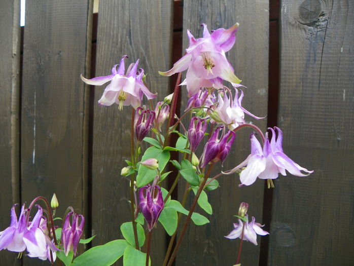 12 mai (66) - Aquilegia 2016