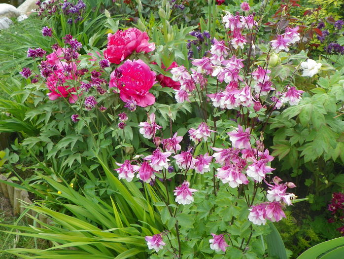 12 mai (80) - Aquilegia 2016