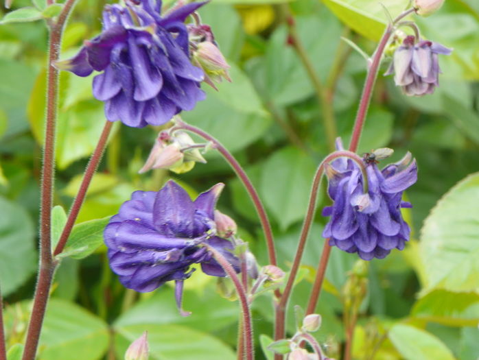 12 mai (83) - Aquilegia 2016