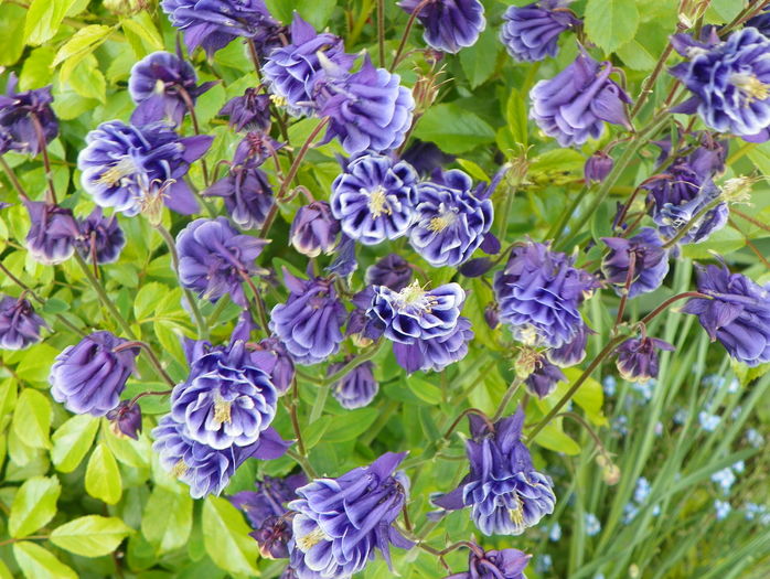 12 mai (85) - Aquilegia 2016