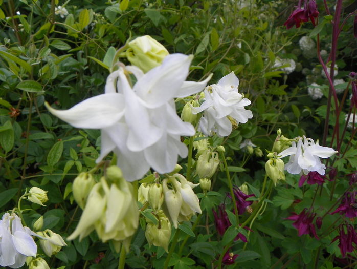 12 mai (96) - Aquilegia 2016