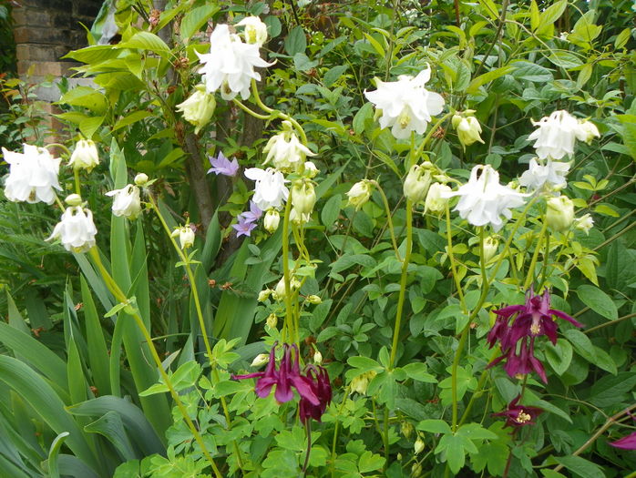 12 mai (98) - Aquilegia 2016