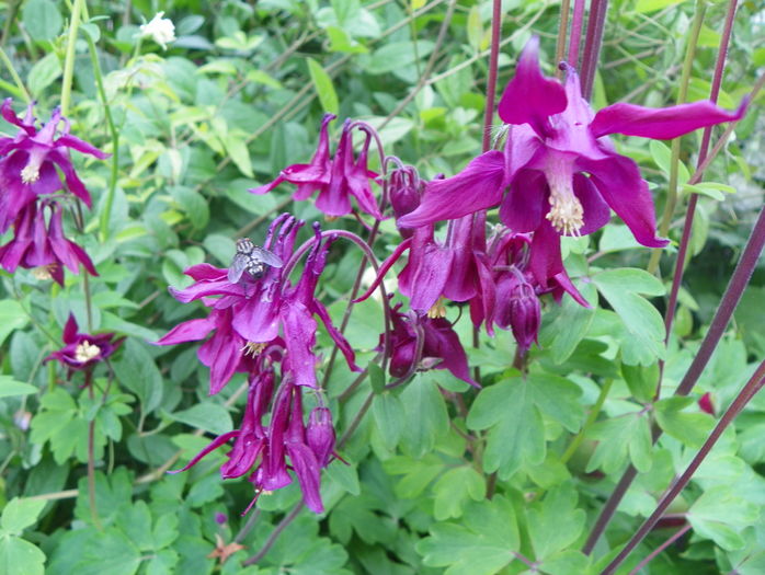 12 mai (99) - Aquilegia 2016