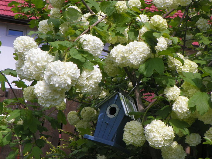 viburnum opulus roseum