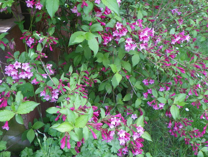 weigela Pink Princess