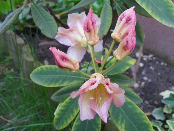 rhododendron Bernstein
