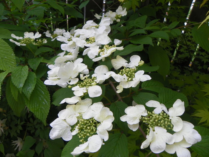 viburnum plic. Lanarth