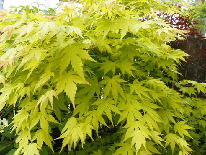 acer palm. Orange Dream