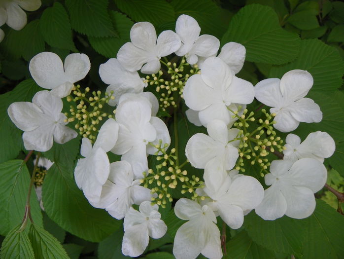 viburnum plic. Lanarth
