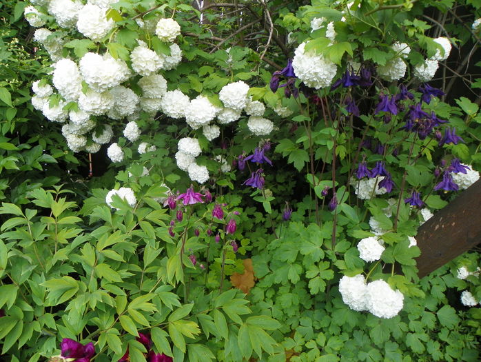 viburnum opulus roseum