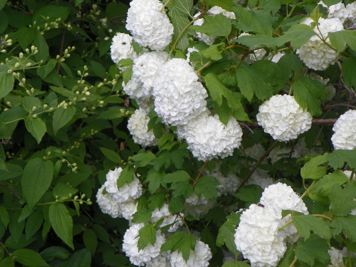 viburnum opulus roseum