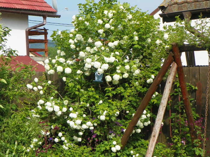 viburnum opulus roseum