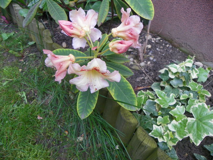 rhododendron Bernstein