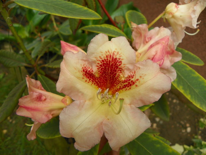 rhododendron Bernstein