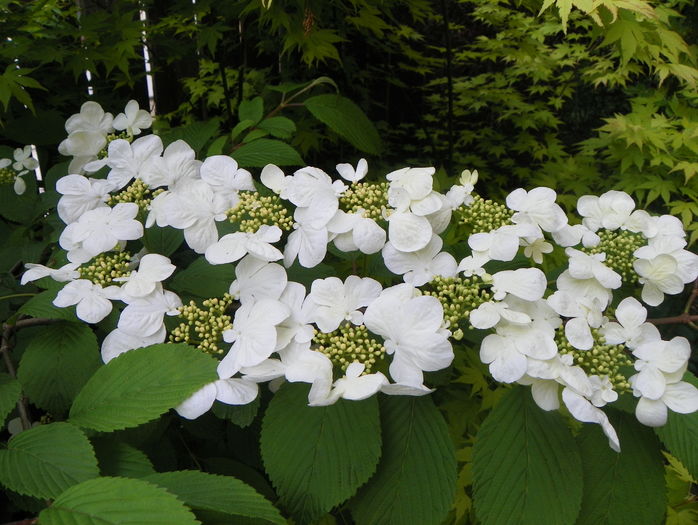 viburnum plic. Lanarth