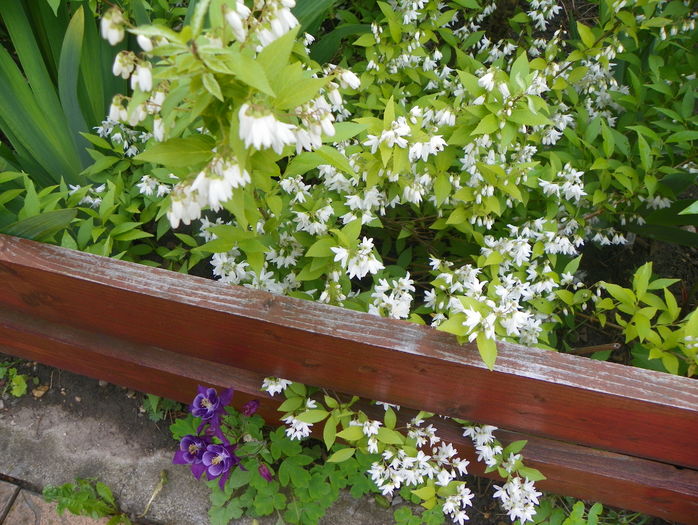 deutzia Nikko