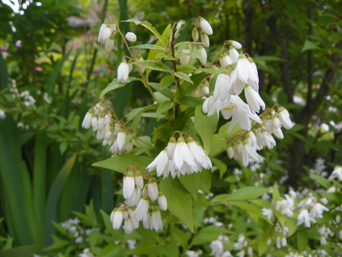 deutzia Nikko