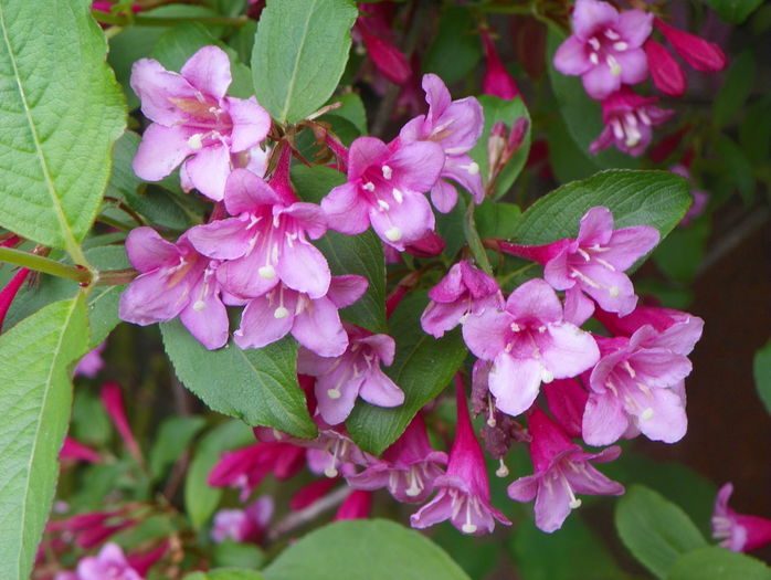 weigela Pink Princess